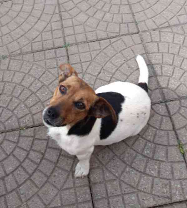 Jack Russell - štěňata - foto 7