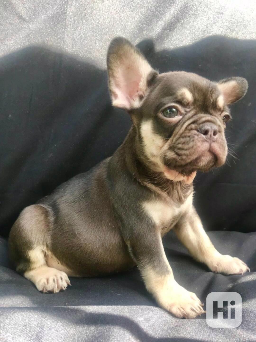 Štěňata francouzského buldočka hledají novou rodinu - foto 1