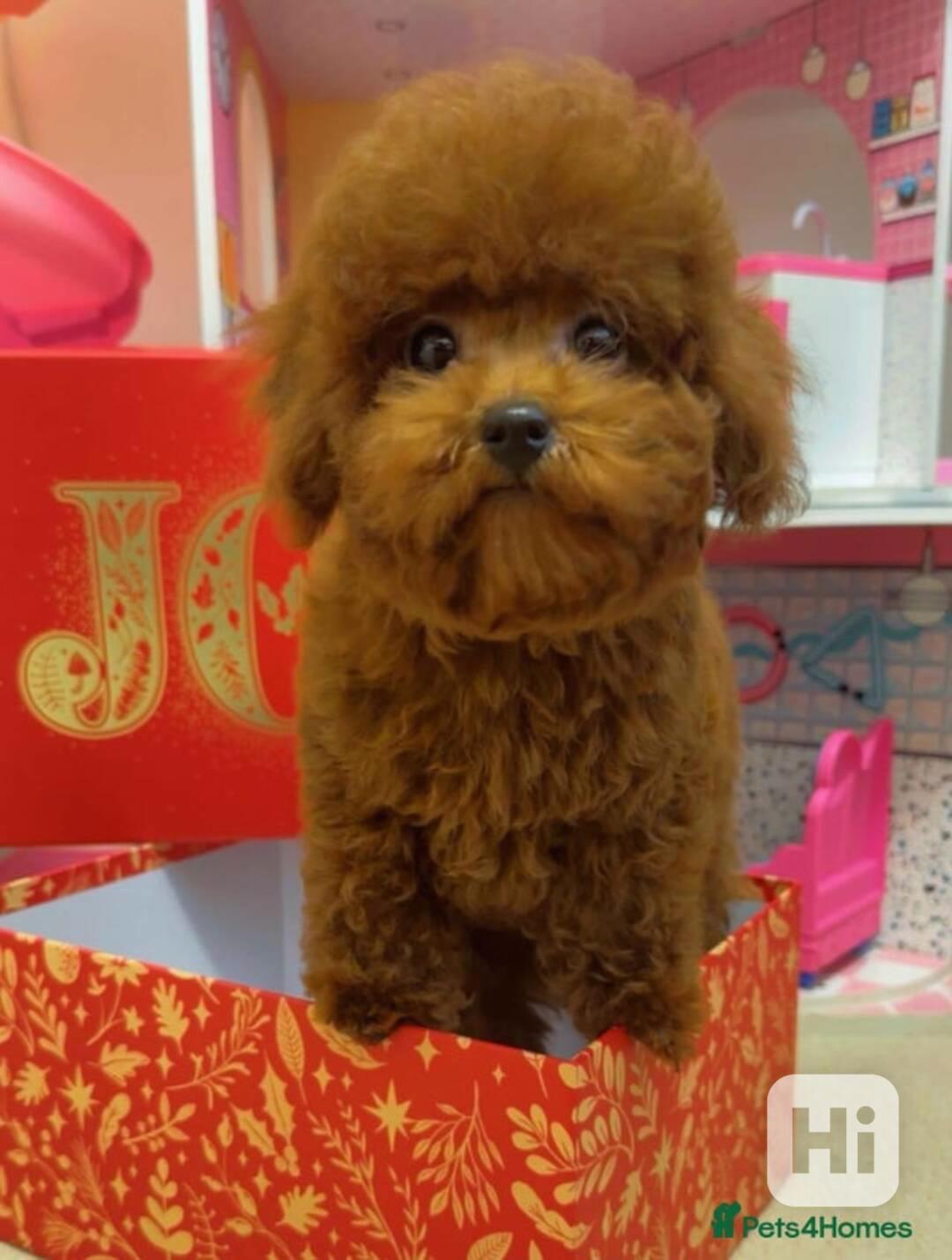 Asijský toy pudl (korejský a čínský) - foto 1