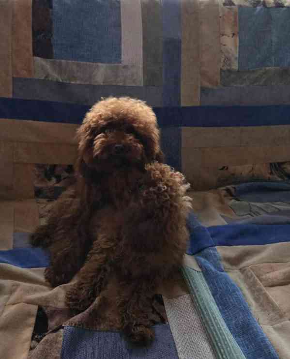 Asijský toy pudl (korejský a čínský) - foto 4