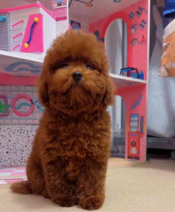 Asijský toy pudl (korejský a čínský) - foto 3