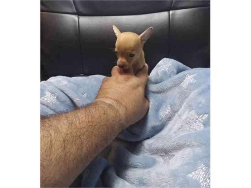 Chihuahua Puppies Ready