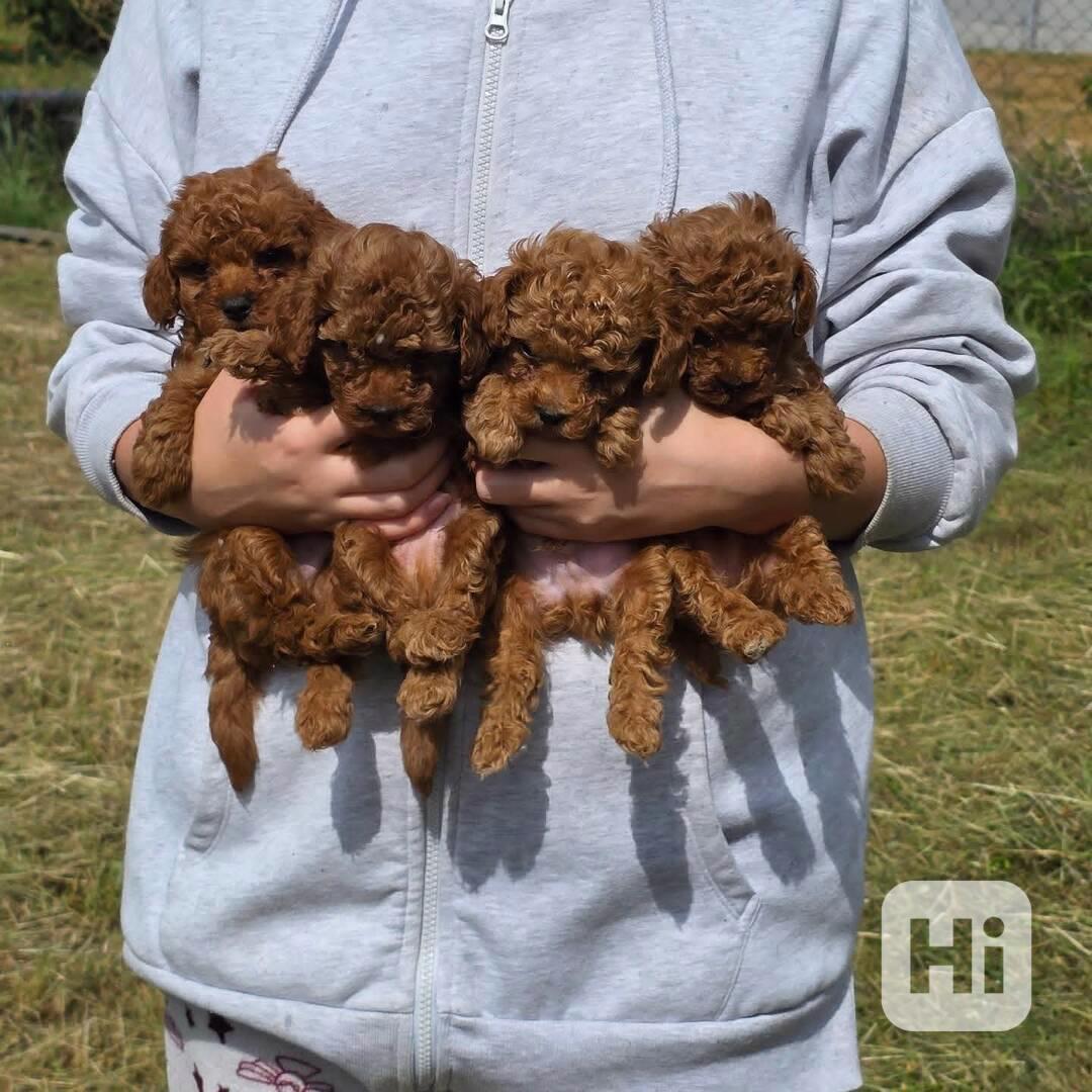 Maltipoo  Puppies  - foto 1