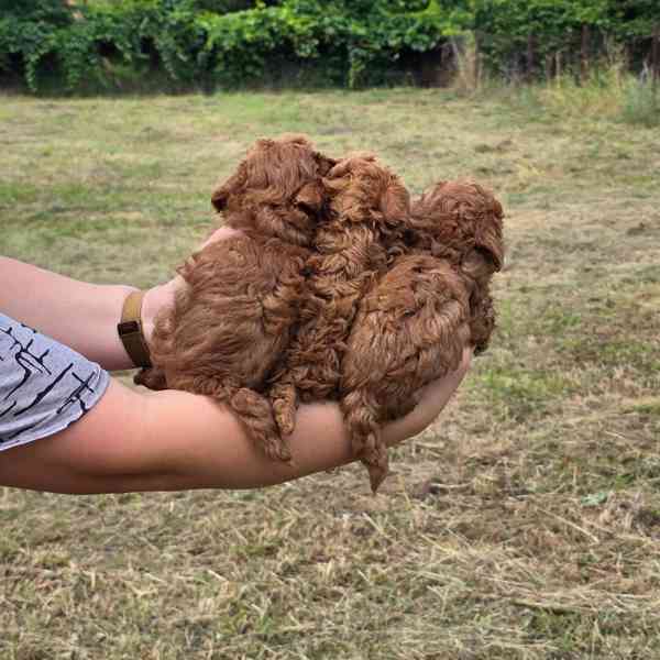 Maltipoo  Puppies  - foto 3