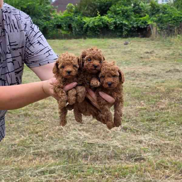 Maltipoo  Puppies  - foto 5