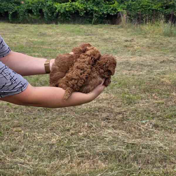 Maltipoo  Puppies  - foto 4