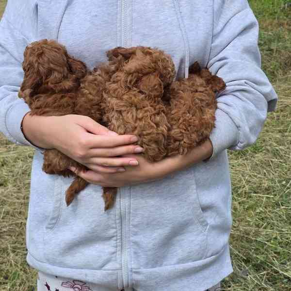 Maltipoo  Puppies  - foto 2