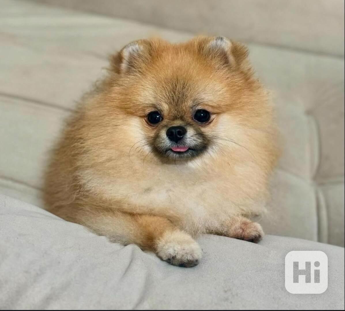 štěně pomeraniana - foto 1