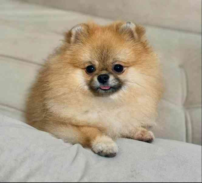 štěně pomeraniana - foto 1