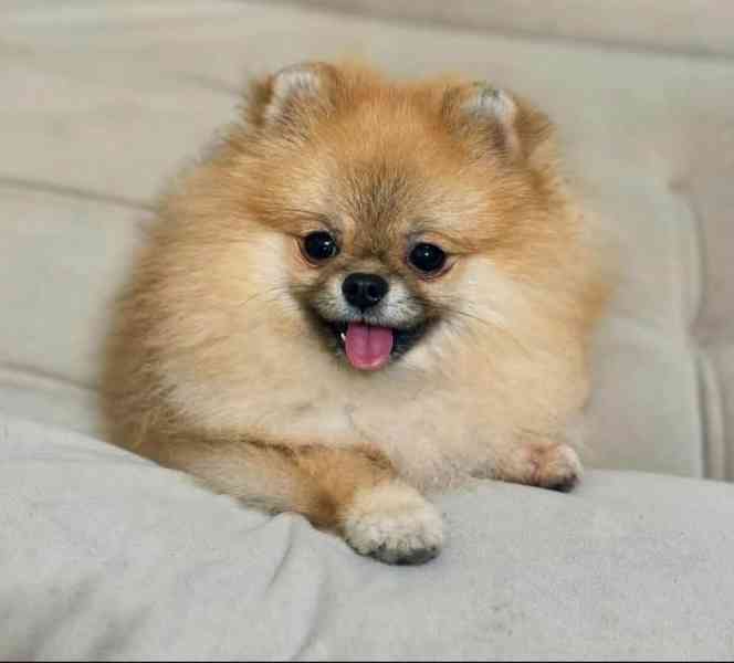 štěně pomeraniana - foto 2