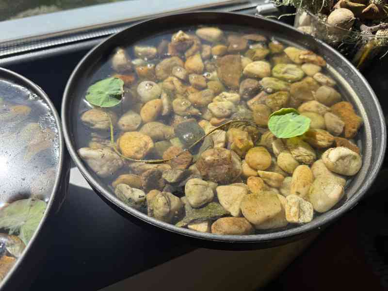 Lotos Ořechonosný - foto 2