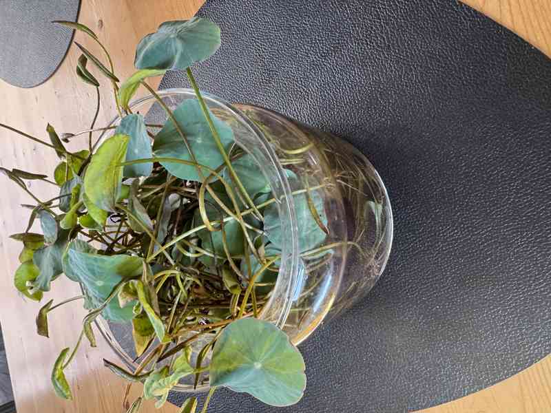 Lotos Ořechonosný - foto 3