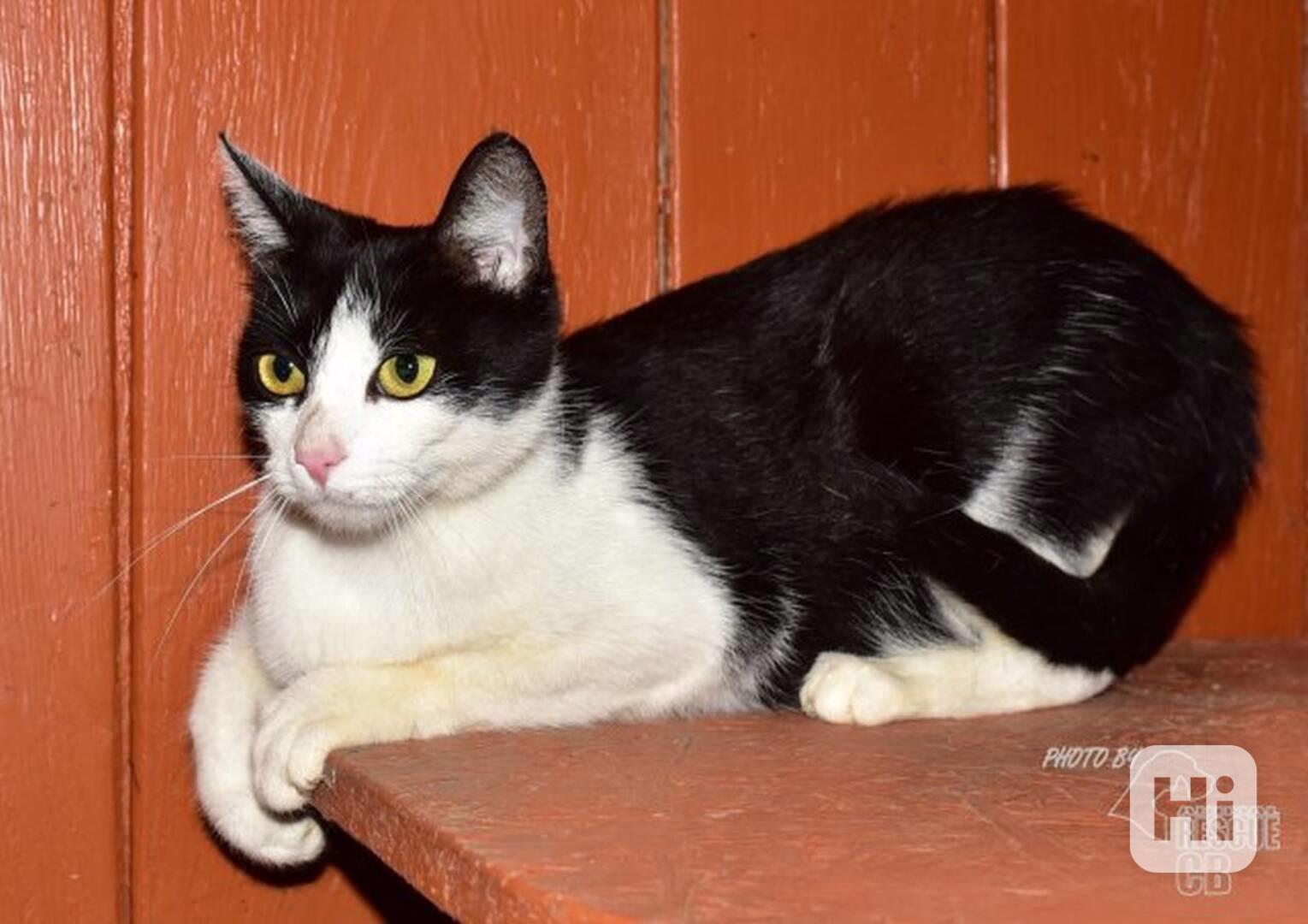 Darujeme nalezenou kočičku - foto 1