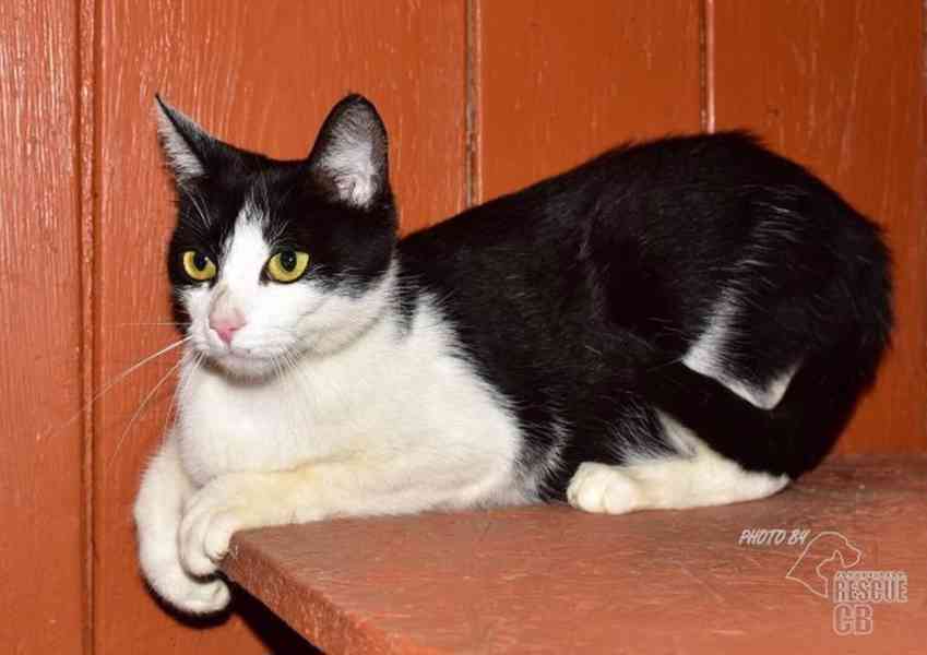 Darujeme nalezenou kočičku - foto 1