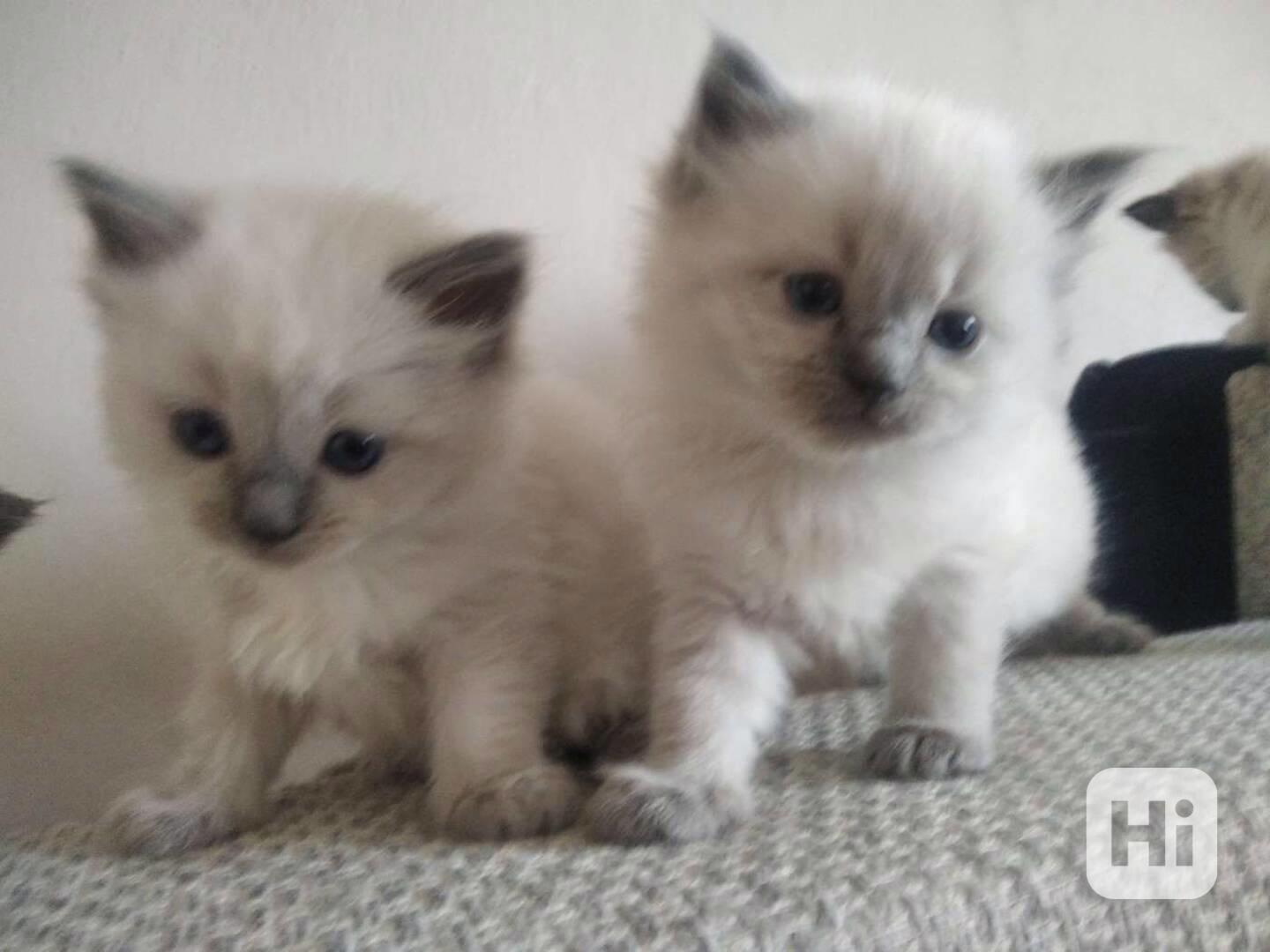 Roztomilá koťátka Ragdoll připravená k adopci  - foto 1