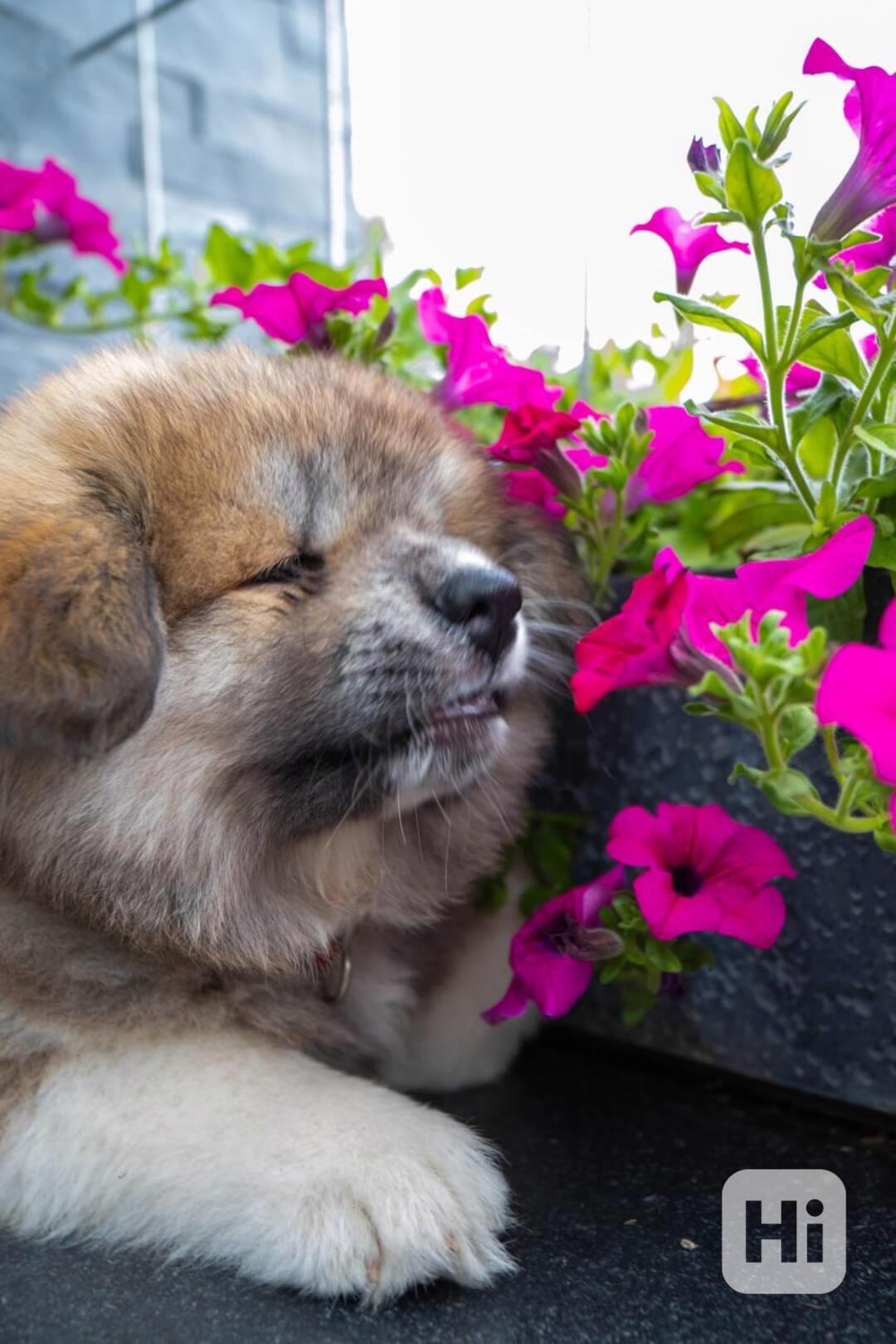 Červený dlouhosrstý chlapeček Akita Inu, rodokmen FCI/ČMKU - foto 1
