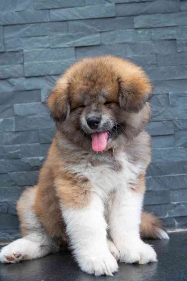 Červený dlouhosrstý chlapeček Akita Inu, rodokmen FCI/ČMKU - foto 4