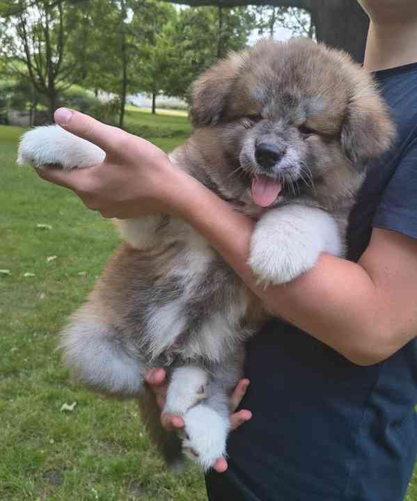 Červený dlouhosrstý chlapeček Akita Inu, rodokmen FCI/ČMKU - foto 5