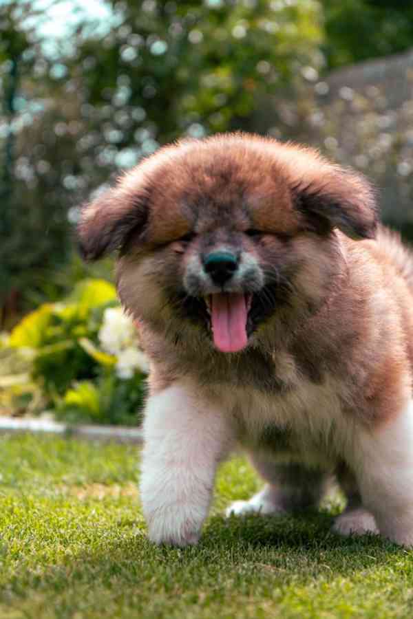 Červený dlouhosrstý chlapeček Akita Inu, rodokmen FCI/ČMKU - foto 7