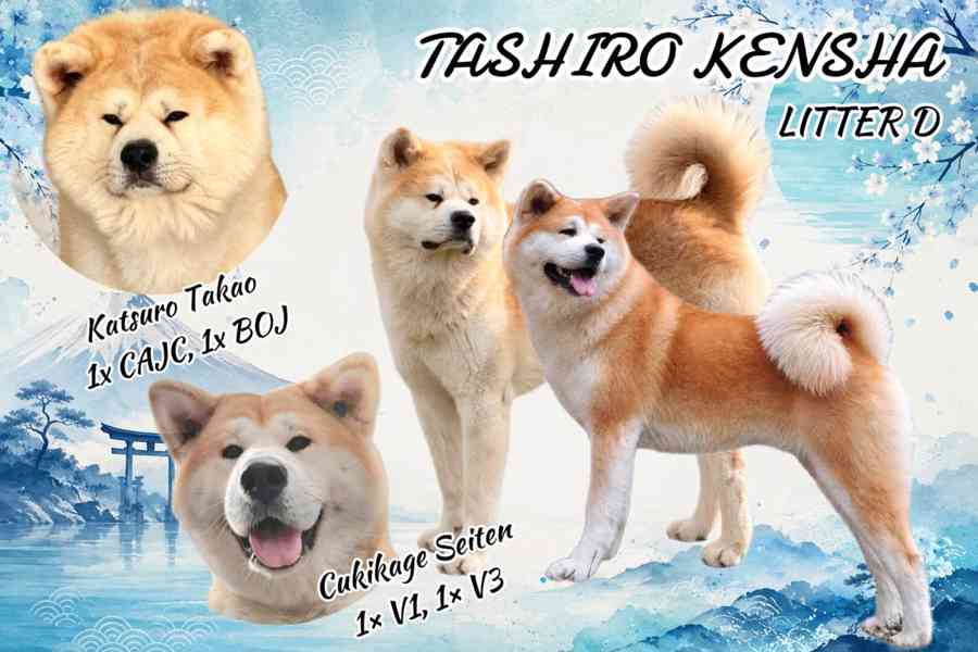 Červený dlouhosrstý chlapeček Akita Inu, rodokmen FCI/ČMKU - foto 2