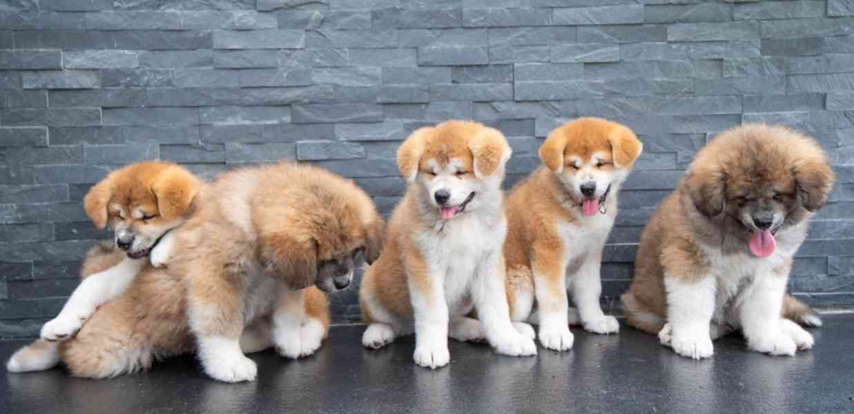 Červený dlouhosrstý chlapeček Akita Inu, rodokmen FCI/ČMKU - foto 9