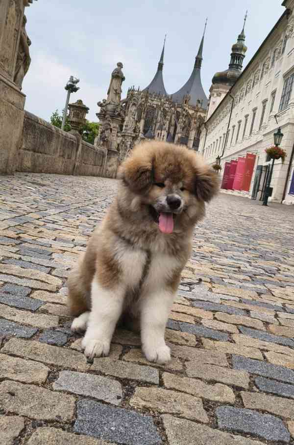 Červený dlouhosrstý chlapeček Akita Inu, rodokmen FCI/ČMKU - foto 1