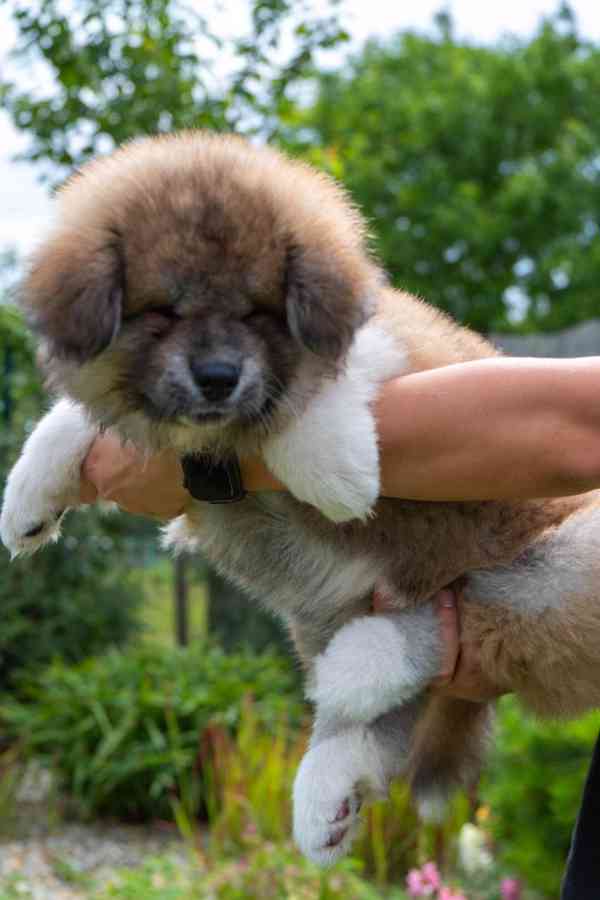 Červený dlouhosrstý chlapeček Akita Inu, rodokmen FCI/ČMKU - foto 6