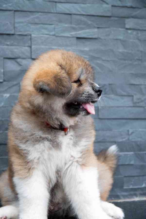 Červený dlouhosrstý chlapeček Akita Inu, rodokmen FCI/ČMKU - foto 8