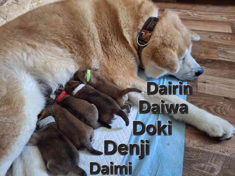 Červený dlouhosrstý chlapeček Akita Inu, rodokmen FCI/ČMKU - foto 3