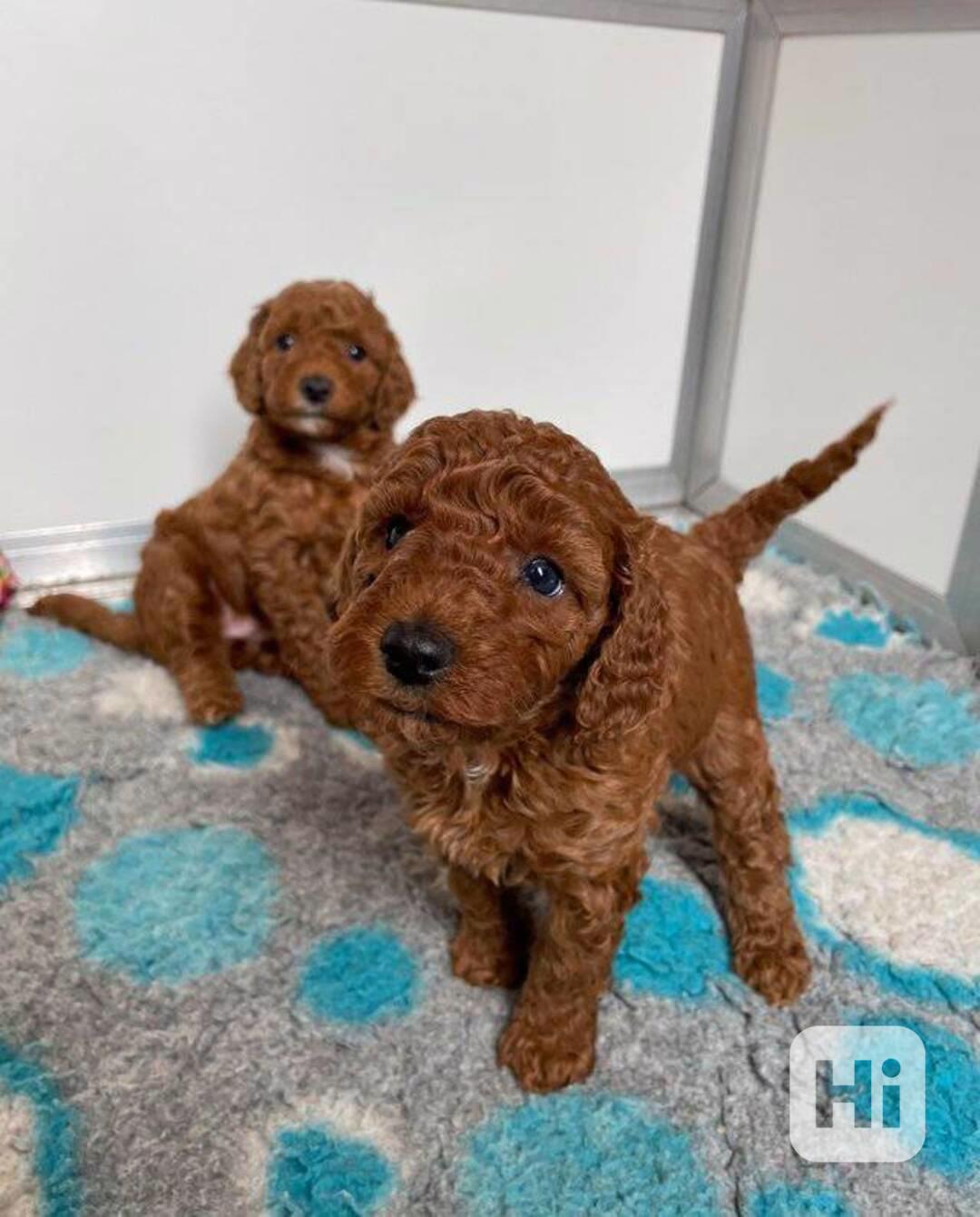 2 roztomilá štěňata toy pudla - foto 1