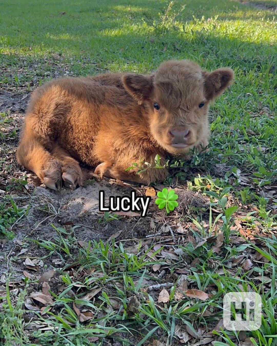 🐮 Mini skotské krávy - foto 1