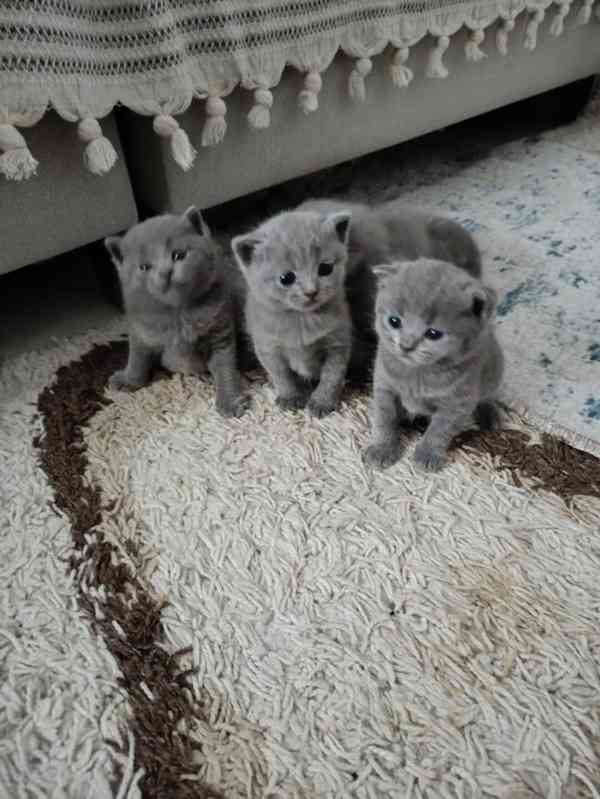 Britská krátkosrstá koťata