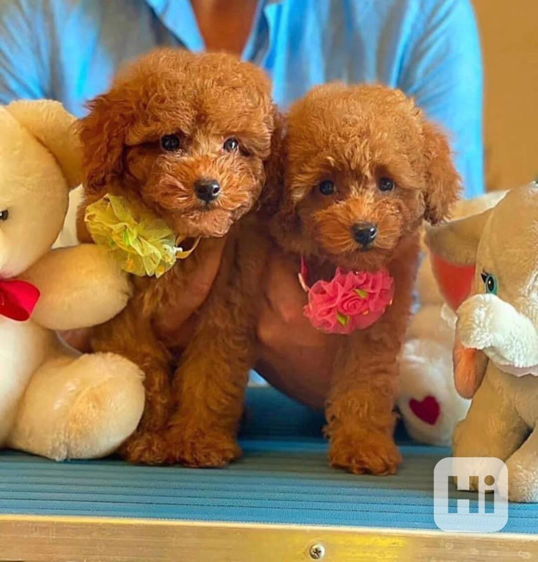 Zbývají 2, Toy pudl, červený. Zbývá 1 samec a 1 samice štěně - foto 1