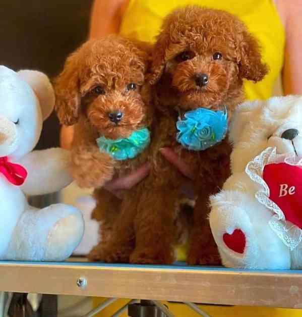 Zbývají 2, Toy pudl, červený. Zbývá 1 samec a 1 samice štěně - foto 3