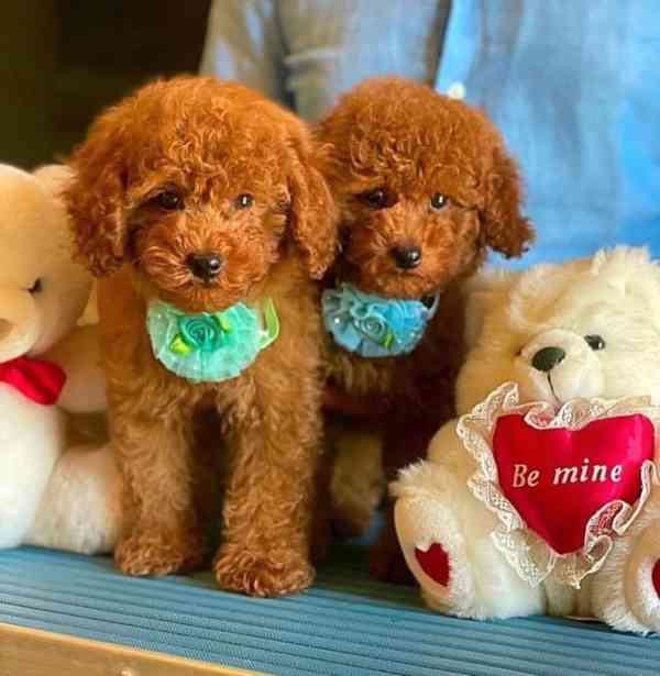 Zbývají 2, Toy pudl, červený. Zbývá 1 samec a 1 samice štěně - foto 2