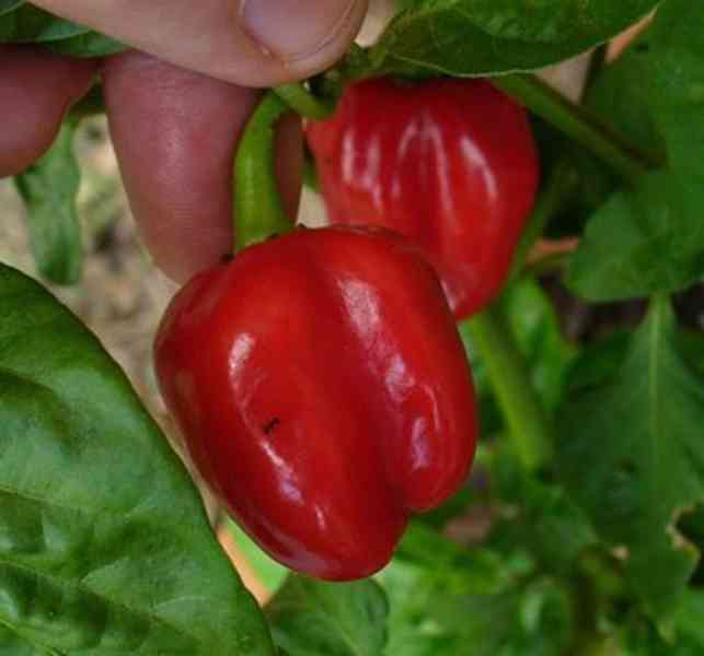 semena chilli Habanero Tobago seasoning - foto 1