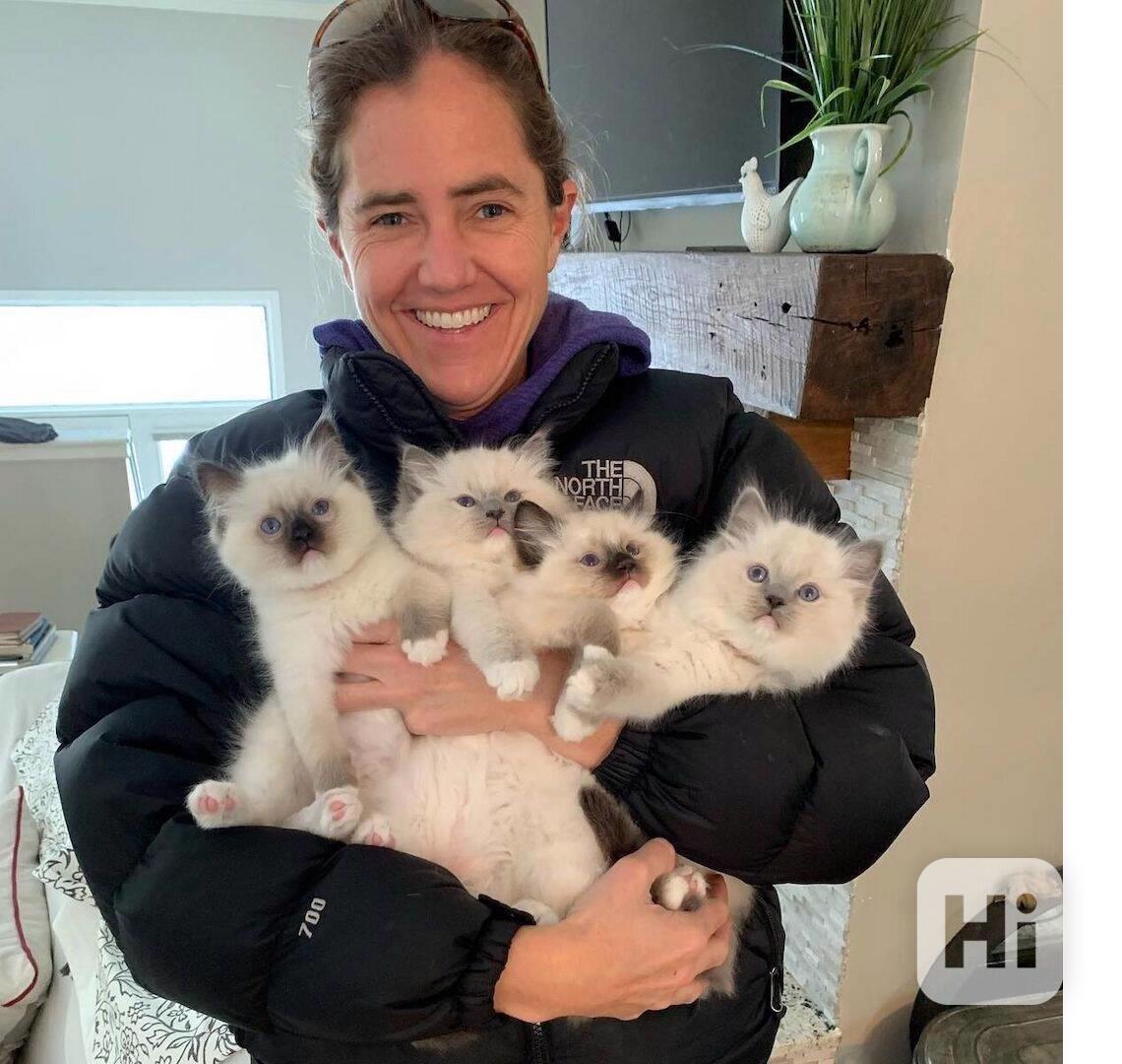 Koťata Ragdoll  - foto 1