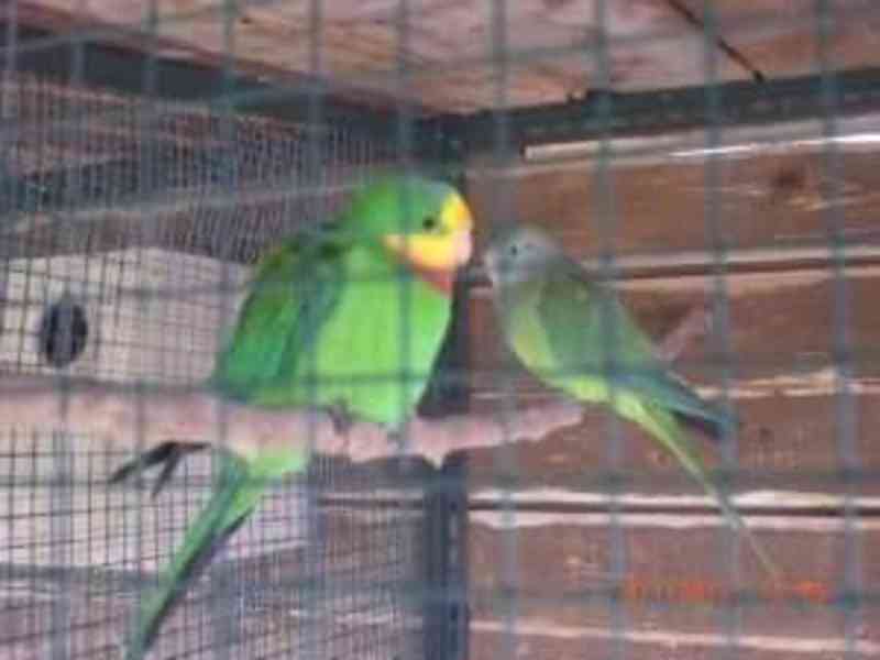 Papoušek nádherný  - foto 2