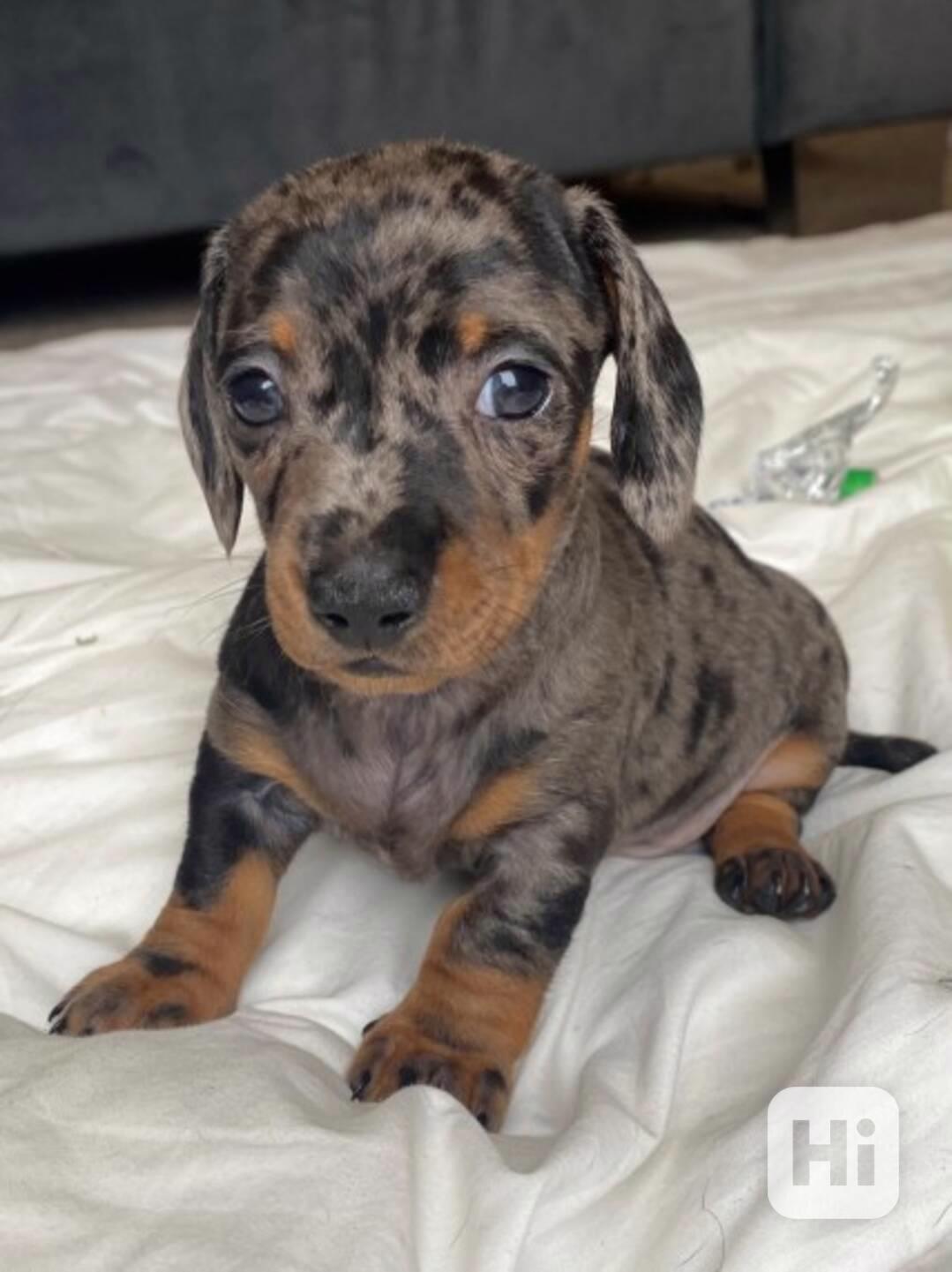 Miniaturní štěňata jezevčíka Black and Tan ve věku 12 týdnů  - foto 1