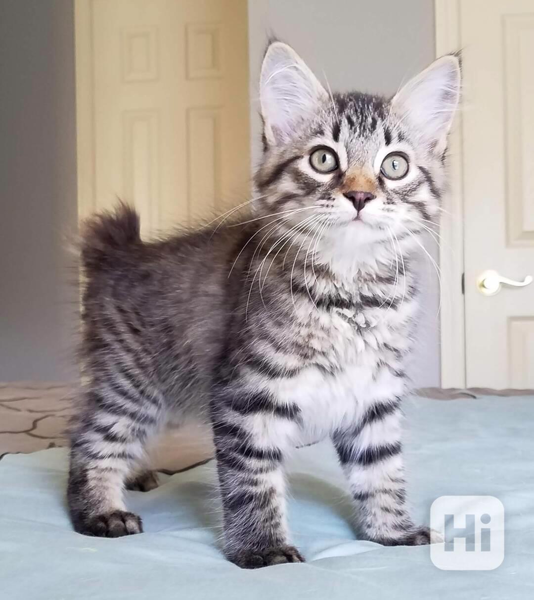 Americký bobtail kotě - foto 1