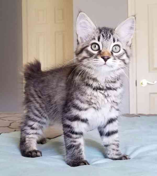 Americký bobtail kotě - foto 1