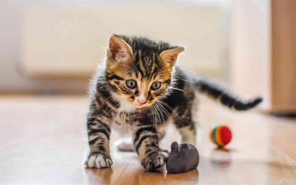 Americký bobtail kotě - foto 2