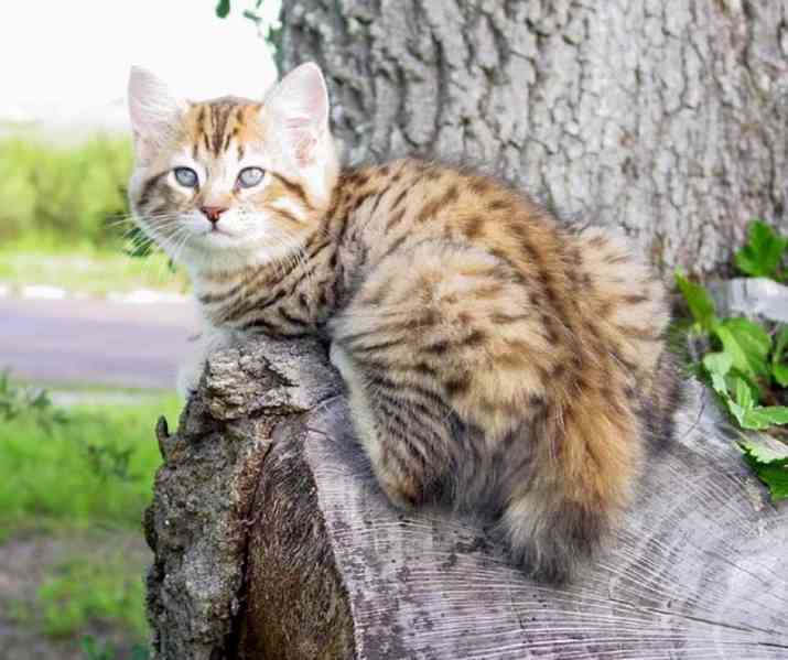 Americký bobtail kotě - foto 3