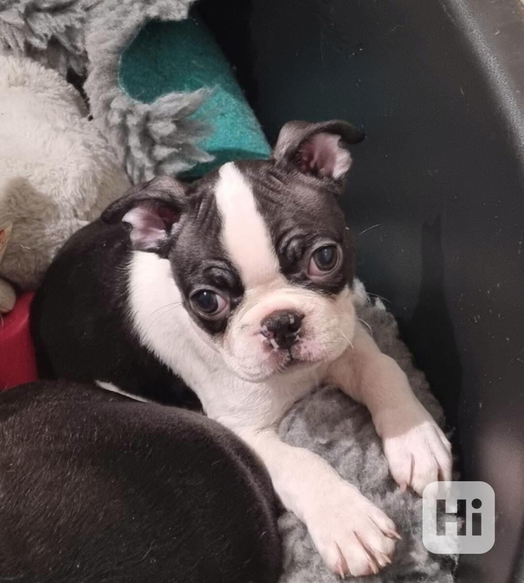 Krásný bostonský teriér je nyní připravený - foto 1