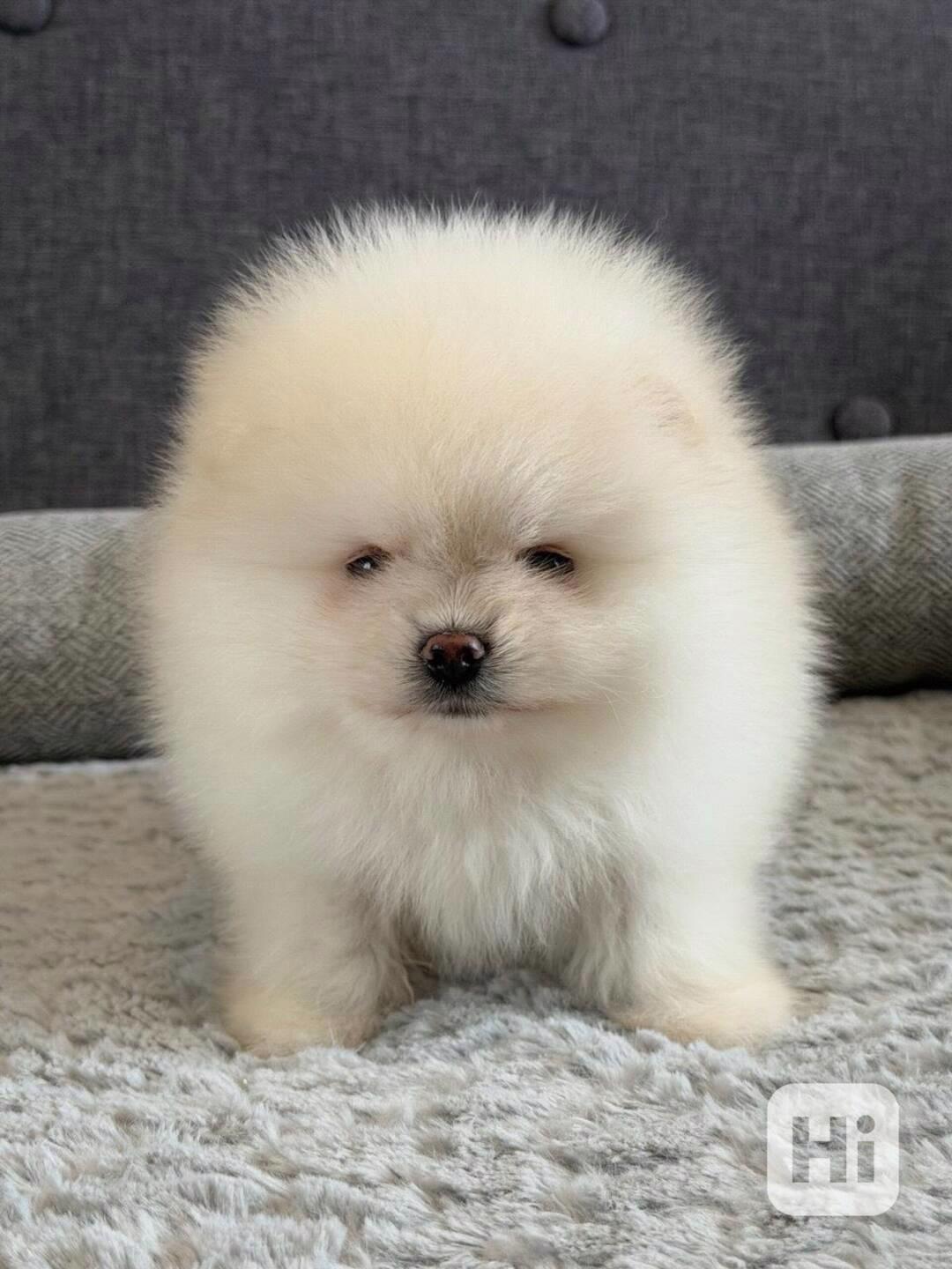 Prodám čistokrevného pomeraniana - foto 1