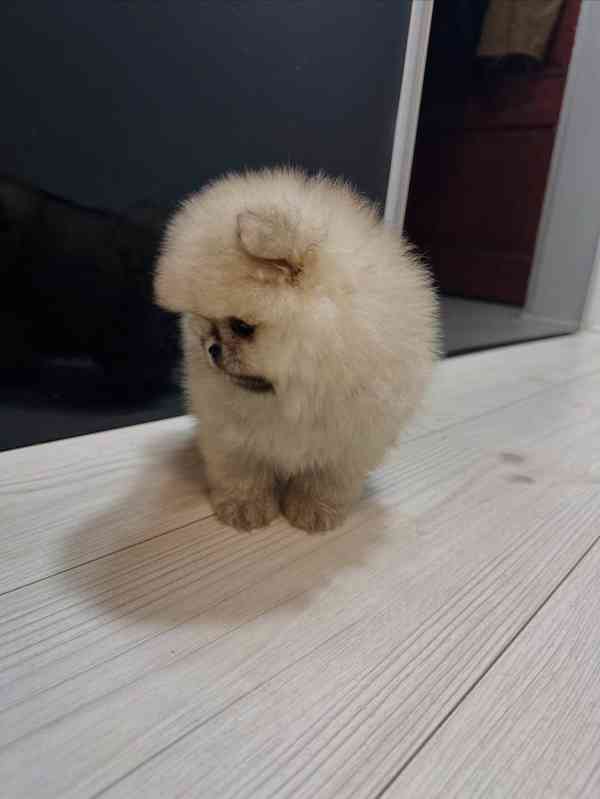 Prodám čistokrevného pomeraniana - foto 4