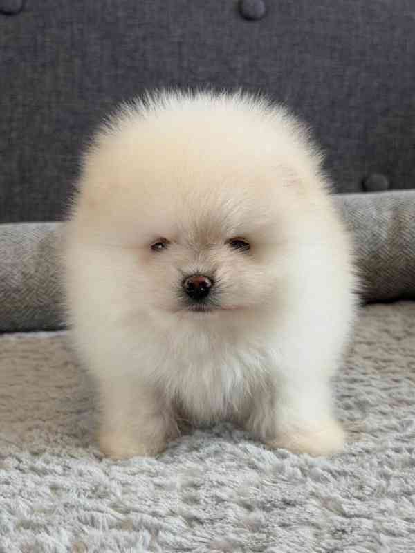 Prodám čistokrevného pomeraniana - foto 1