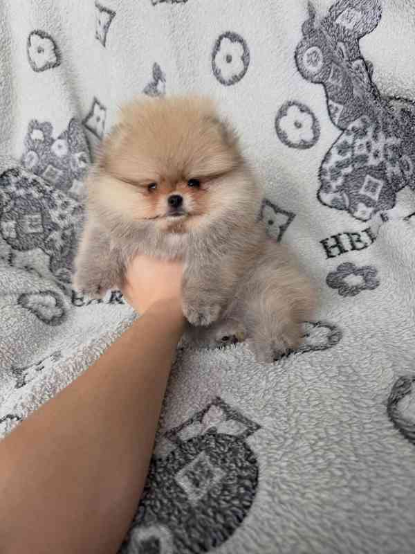 Prodám čistokrevného pomeraniana - foto 2