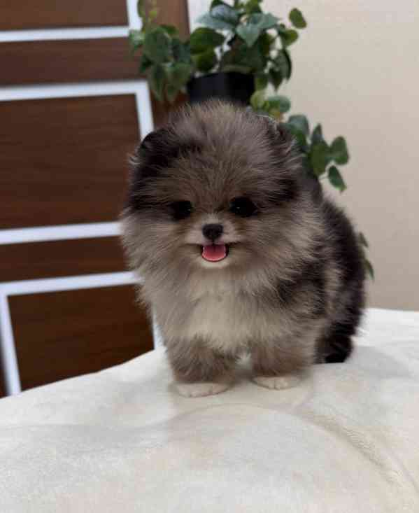 Prodám čistokrevného pomeraniana - foto 5
