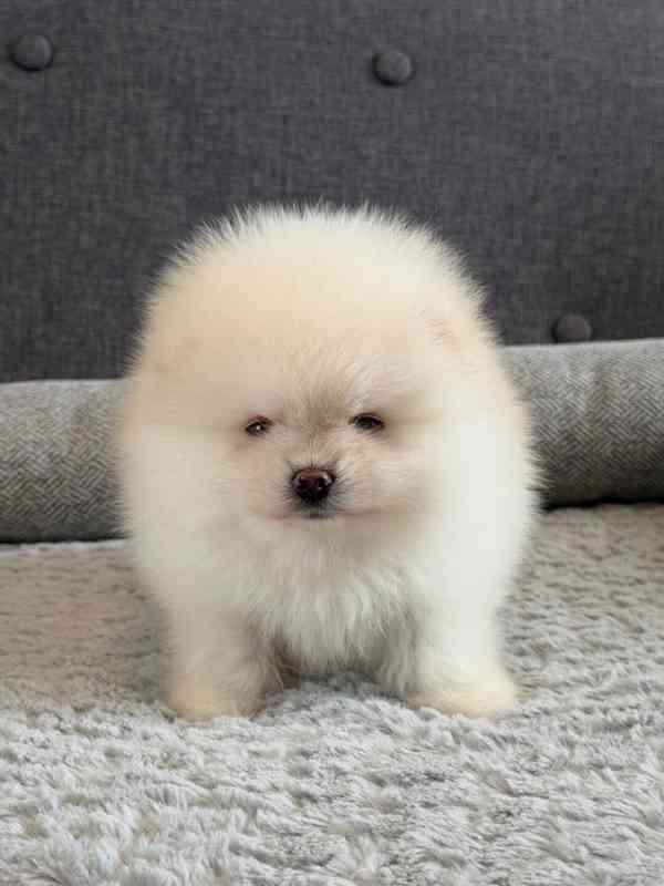 Prodám čistokrevného pomeraniana - foto 3